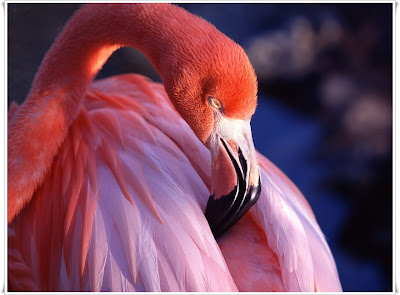 flamingo red wallpaper