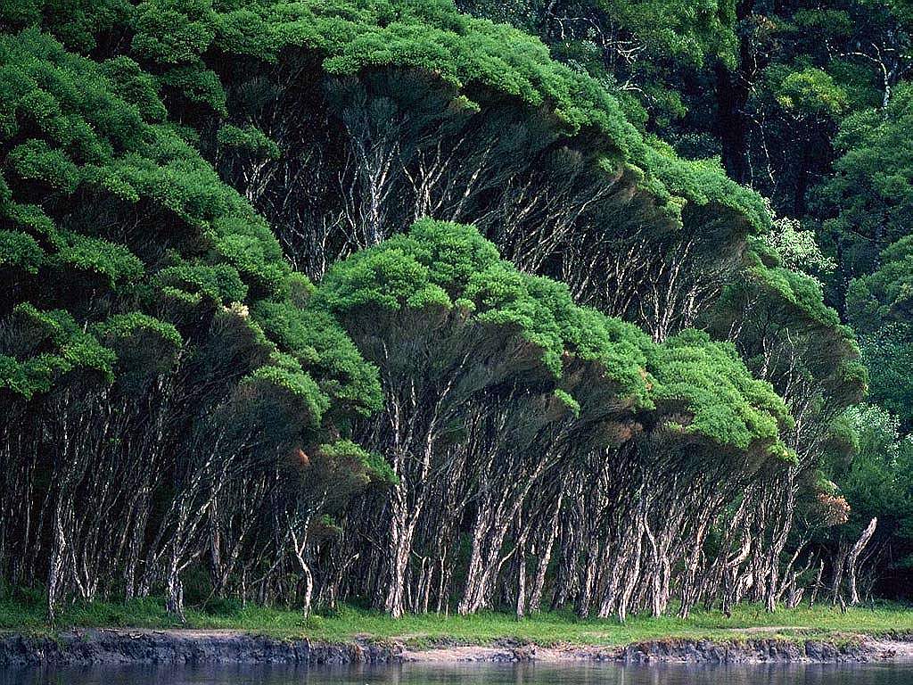 Pemandangan Hutan Amazon Foto Dunia Alam Semesta INDONESIA