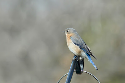 Eastern bluebird's arrival, a sign of Spring