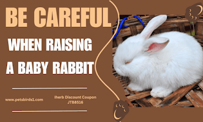 Baby rabbits | Baby rabbits care | Baby rabbits health