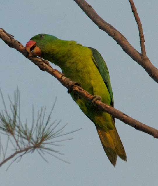 Blue-naped Parrot (Tanygnathus lucionensis)