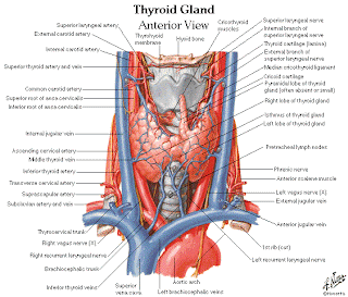 EarNoseThroat-Head&NeckMedicine: BENGKAK LEHER (NECK LUMPS)