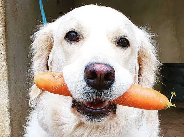 Can my dog eat carrots