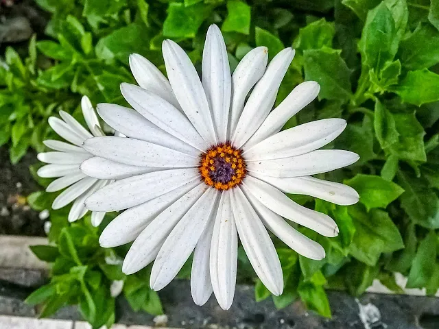 Flores de pétalos blancos en forrma de paletas y un centro de  colores.