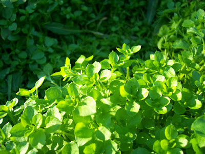 green weeds in contrast - green is god's favourite (favorite) colour (color)