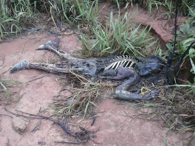 Achado cadaverico em Buriticupu/Ma