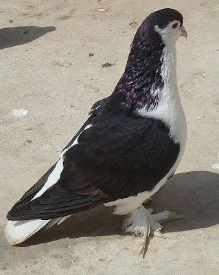 Lahore Pigeon