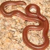 Lepto-typhlops-Smallest-snake