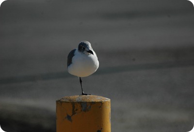 GalvestonIsland 005