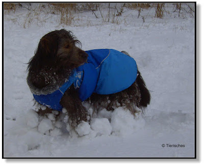 Schneebommeln am Hund