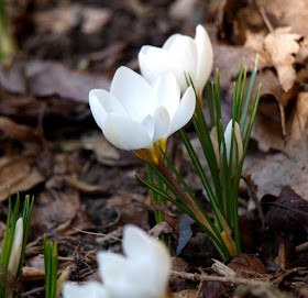 Årets første krokus