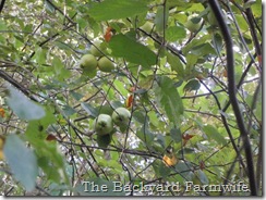 apple tree - The Backyard Farmwife