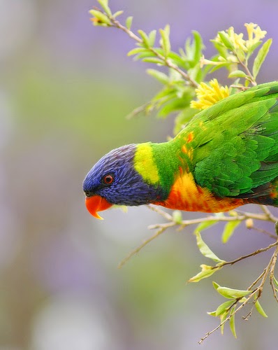 90 Gambar Foto Burung Peliharaan Tercantik dan TerKeren 