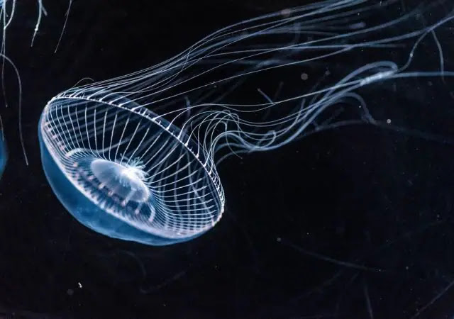 9 weird sea creatures that glow in the dark