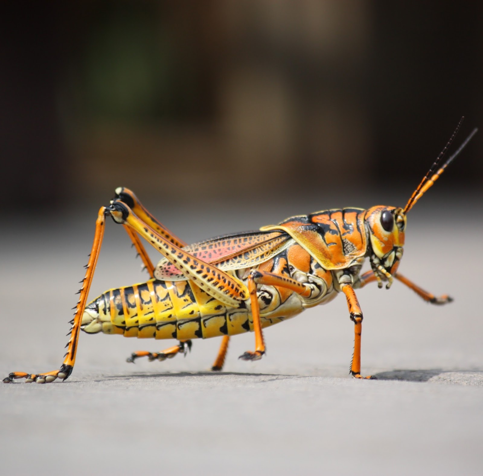 A colorful photo of a grasshopper up close.