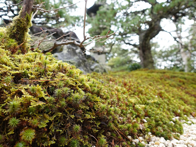 足立美術館の池庭