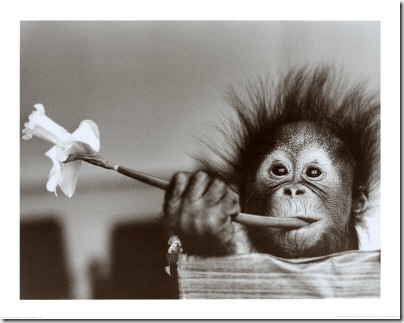 monos (6)