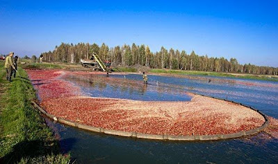 Recolección de arándanos Gathering of Cranberries