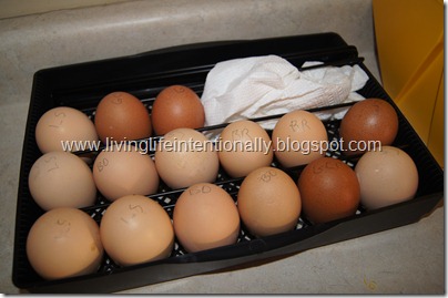 hatching chicken eggs at homes