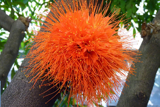 Floresce quase durante o ano inteiro, porém com maior intensidade nos meses de setembro-outubro, proporcionando um belo espetáculo. Os frutos ( vagens) amadurecem em dezembro-fevereiro. Seu inconveniente é apresentar lento crescimento, principalmente no centro Sul do país, onde dificilmente frutifica.