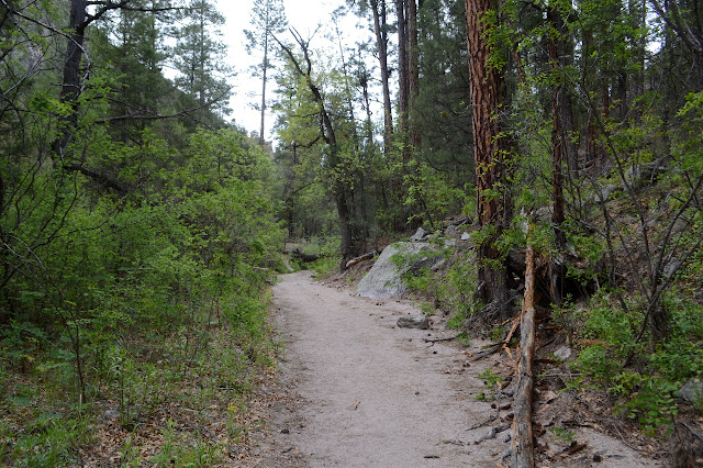 path between trees