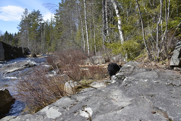 vårfølelse border collie