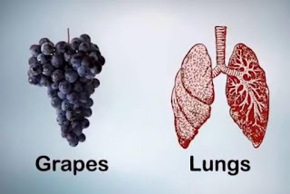 File:Grapes For Lungs.svg