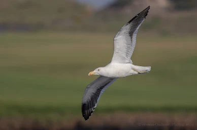 Kelp Gull in Flight Woodbridge Island Vernon Chalmers Photography