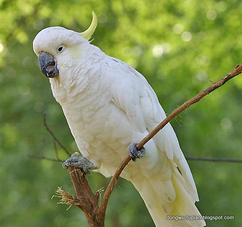 动物图片animal Pictures 葵花鹦鹉 Cockatoo 动物图片animal Pictures