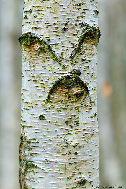 Retrato de un árbol