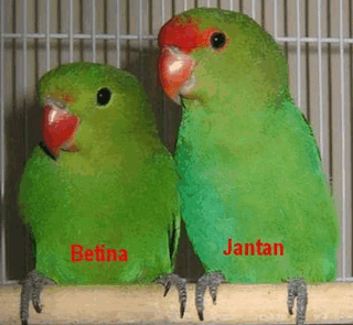 Cara Membedakan Lovebird Jantan dan Betina dengan Mudah