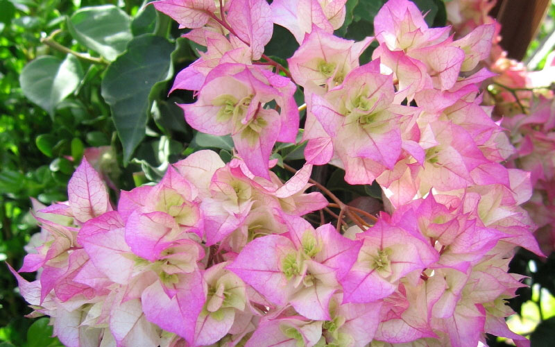 Bougainvillea cherry  blossom 