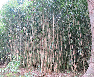 grove of bamboo