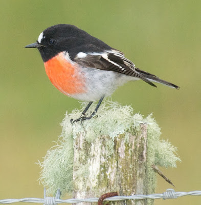 Scarlet Robin (Petroica boodang)