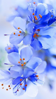 flor-de-petalos-lobuladas-azules