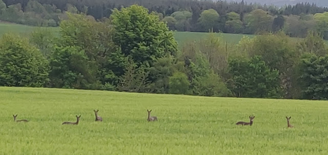 Deer in Field