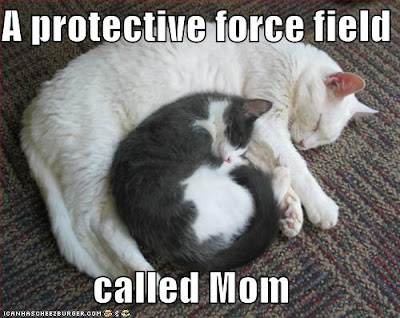 funny pictures of cats with guns. funny cats with guns. pics of funny cats with guns. pics of funny cats with guns. mrgreen4242. Sep 12, 08:43 AM