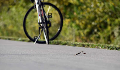 Bike and insect