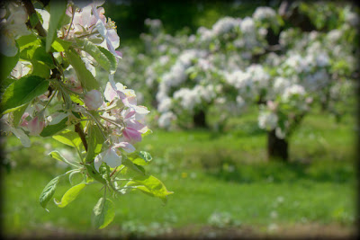 Österlen äpple blommor spectoccasio