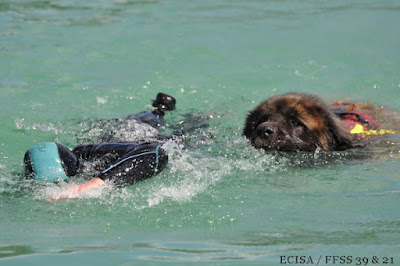 Nage en binôme Maître-chien en Sauvetage Aquatique  JD Amet Photographe 02/07  limittrophes (Saône et Loire)