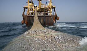 Mentri Kelautan : Ada Illegal Fishing Babak Baru