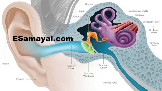 காதில் உள்ள அழுக்கை வெளியேற்ற?