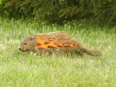 Woodchuck with flames