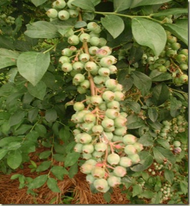 P5220875