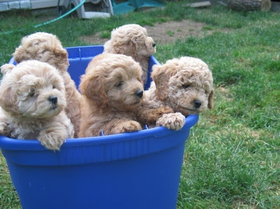 Miniature Goldendoodle Puppies Ohio - www.proteckmachinery.com