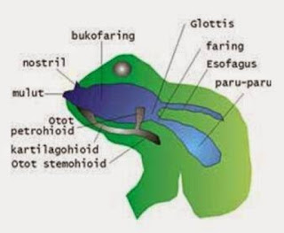 Sistem Pernapasan (respirasi) pada Amfibi : Katak