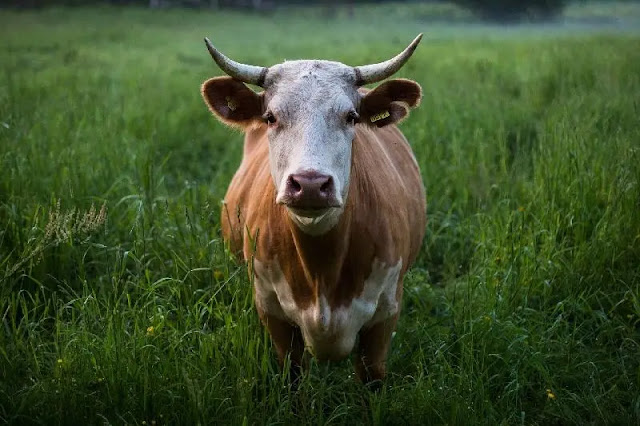 Por eso las vacas tienen unos dientes tan radiantemente sanos (mucho mejor que los caballos, por ejemplo)