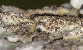 Parmelina pastillifera.  Parmeliaceae.   Jubilee Country Park, 1 May 2017.