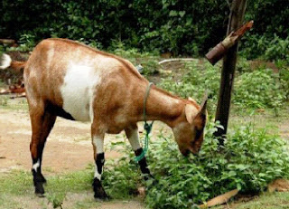 Klasifikasi, Asal-usul dan Jenis Bangsa Kambing