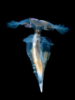 Beautiful Translucent Underwater Creatures